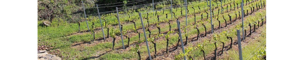Domaine du Scorpion des Maladaires